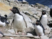 Travel and Tourism - The Falkland Islands - November 2011