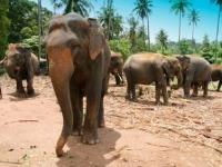 Travel and Tourism - Sri Lanka - February 2013
