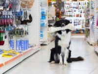 Pet Food & Pet Care Retailing - UK - August 2018